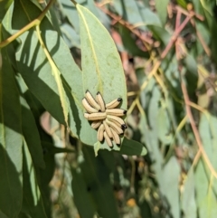 Paropsisterna cloelia (Eucalyptus variegated beetle) at Watson, ACT - 14 Feb 2022 by WalterEgo