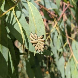 Paropsisterna cloelia at Watson, ACT - 14 Feb 2022 11:13 AM