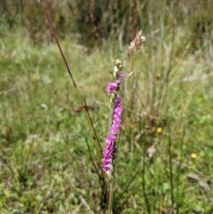 Spiranthes australis at Paddys River, ACT - suppressed