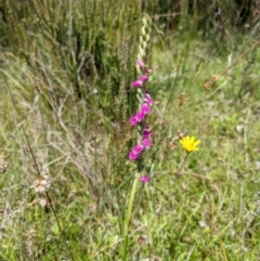 Spiranthes australis at Paddys River, ACT - suppressed