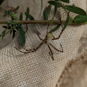 Argiope trifasciata at Watson, ACT - 14 Feb 2022