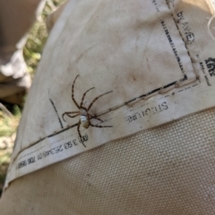 Argiope trifasciata at Watson, ACT - 14 Feb 2022