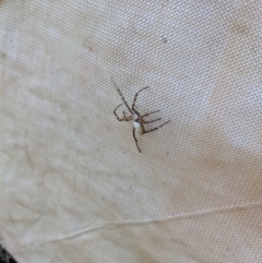 Argiope trifasciata at Watson, ACT - 14 Feb 2022