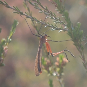 Harpobittacus australis at Tennent, ACT - 9 Nov 2021