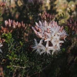 Calytrix tetragona at Tennent, ACT - 9 Nov 2021 05:10 PM