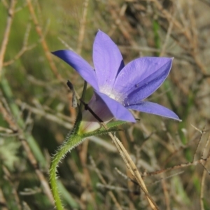 Wahlenbergia stricta subsp. stricta at Tennent, ACT - 9 Nov 2021 05:00 PM