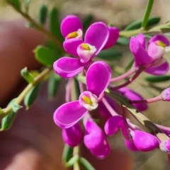 Comesperma ericinum (Heath Milkwort) at Gundaroo, NSW - 12 Feb 2022 by justinpurtle