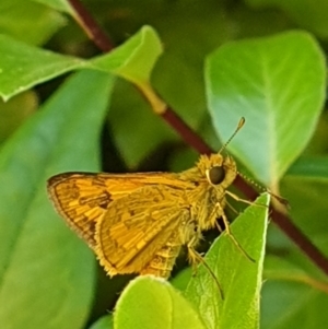 Ocybadistes walkeri at Turner, ACT - 14 Feb 2022