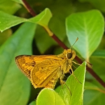 Ocybadistes walkeri (Green Grass-dart) at Turner, ACT - 14 Feb 2022 by LD12