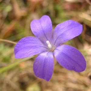 Wahlenbergia gloriosa at Cotter River, ACT - 13 Feb 2022