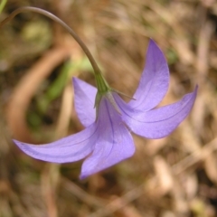 Wahlenbergia gloriosa at Cotter River, ACT - 13 Feb 2022