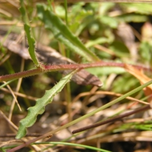 Wahlenbergia gloriosa at Cotter River, ACT - 13 Feb 2022