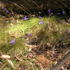 Wahlenbergia gloriosa at Cotter River, ACT - 13 Feb 2022 12:16 PM