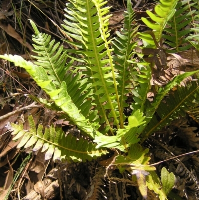 Blechnum nudum (Fishbone Water Fern) at Cotter River, ACT - 13 Feb 2022 by MatthewFrawley