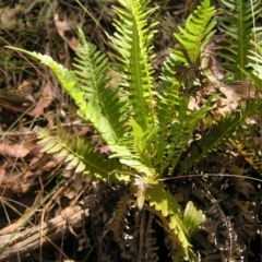 Blechnum nudum at Cotter River, ACT - 13 Feb 2022 12:16 PM