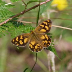 Heteronympha solandri (Solander's Brown) at Cotter River, ACT - 9 Feb 2022 by DPRees125