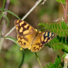 Heteronympha solandri at Cotter River, ACT - 9 Feb 2022