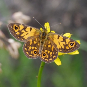 Oreixenica orichora at Cotter River, ACT - 9 Feb 2022