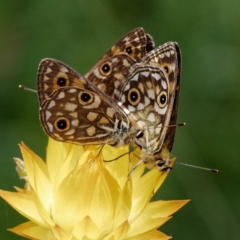 Oreixenica orichora at Cotter River, ACT - 9 Feb 2022