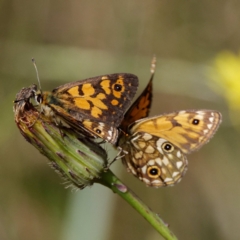 Oreixenica orichora at Cotter River, ACT - 9 Feb 2022