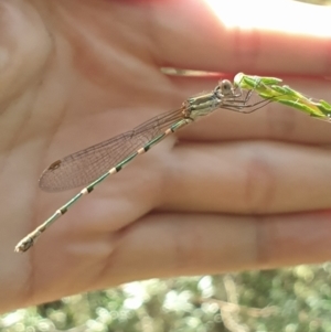 Austrolestes leda at Acton, ACT - 14 Feb 2022 03:26 PM