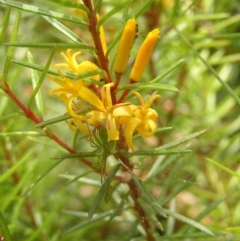 Persoonia chamaepeuce (Dwarf Geebung) at Cotter River, ACT - 13 Feb 2022 by MatthewFrawley