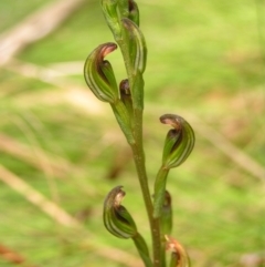 Speculantha multiflora (Tall Tiny Greenhood) at Cotter River, ACT - 13 Feb 2022 by MatthewFrawley