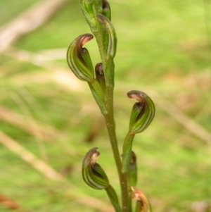 Speculantha multiflora at Cotter River, ACT - 13 Feb 2022