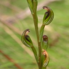 Speculantha multiflora at Cotter River, ACT - 13 Feb 2022