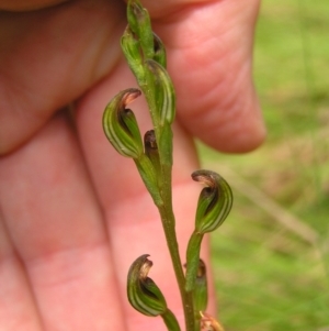 Speculantha multiflora at Cotter River, ACT - 13 Feb 2022