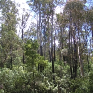 Eucalyptus delegatensis subsp. delegatensis at Cotter River, ACT - 13 Feb 2022