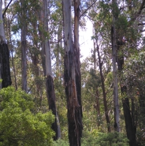 Eucalyptus delegatensis subsp. delegatensis at Cotter River, ACT - 13 Feb 2022