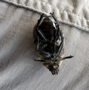 Chondropyga dorsalis at Yass, NSW - 14 Feb 2022