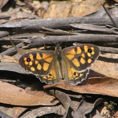 Geitoneura klugii (Marbled Xenica) at Cotter River, ACT - 13 Feb 2022 by MatthewFrawley