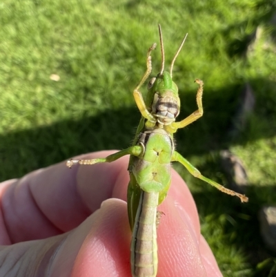 Bermius brachycerus (A grasshopper) at Yass, NSW - 14 Feb 2022 by FeralGhostbat