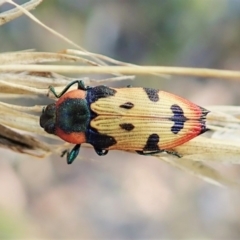 Castiarina mustelamajor (A jewel beetle) at Aranda Bushland - 14 Feb 2022 by CathB