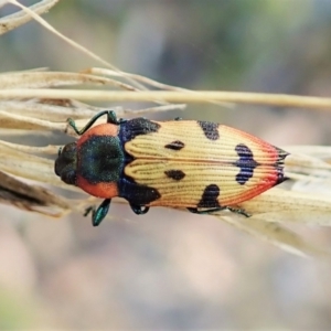 Castiarina mustelamajor at Aranda, ACT - 14 Feb 2022 10:18 AM