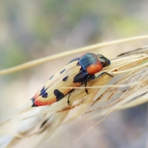 Castiarina mustelamajor at Aranda, ACT - 14 Feb 2022