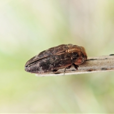 Diphucrania sp. (genus) (Jewel Beetle) at Aranda Bushland - 13 Feb 2022 by CathB