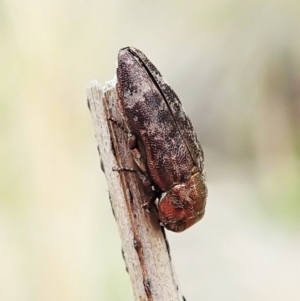 Diphucrania sp. (genus) at Cook, ACT - 13 Feb 2022 09:57 AM