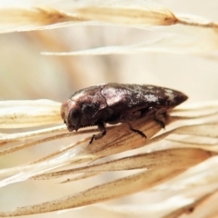 Diphucrania sp. (genus) at Cook, ACT - 13 Feb 2022