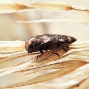 Diphucrania sp. (genus) at Cook, ACT - 13 Feb 2022 09:57 AM