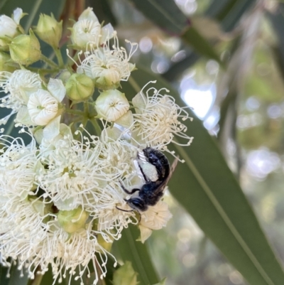 Leioproctus sp. (genus) (Plaster bee) at Stromlo, ACT - 14 Feb 2022 by AJB