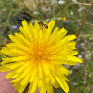 Leioproctus sp. (genus) at Cotter River, ACT - 11 Feb 2022