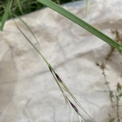 Nassella neesiana (Chilean Needlegrass) at The Fair, Watson - 10 Feb 2022 by waltraud