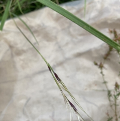 Nassella neesiana (Chilean Needlegrass) at Watson, ACT - 10 Feb 2022 by waltraud