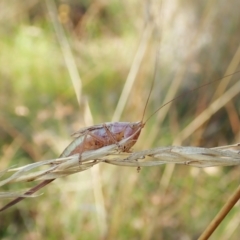 Conocephalus upoluensis (Meadow Katydid) at Mount Painter - 13 Feb 2022 by CathB