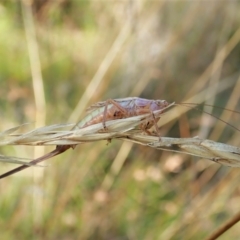 Conocephalus upoluensis at Cook, ACT - 14 Feb 2022