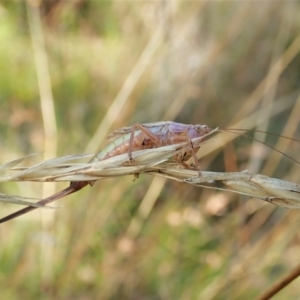 Conocephalus upoluensis at Cook, ACT - 14 Feb 2022