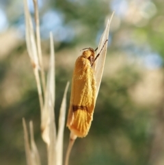 Plectobela undescribed species (A concealer moth) at Cook, ACT - 14 Feb 2022 by CathB